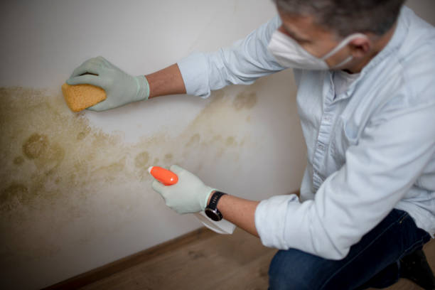 Best Mold Removal and Inspection  in Mountain Home, AR