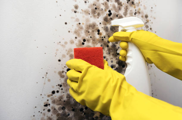 Home Mold Removal in Mountain Home, AR